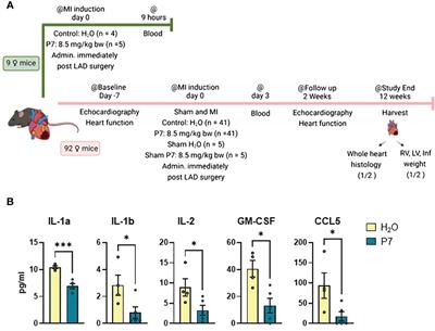 SLAMF1-derived peptide exhibits cardio protection after permanent left anterior descending artery ligation in mice